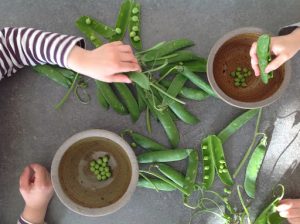 aider à écosser les petits pois