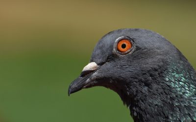 Patrick Süskind : Le Pigeon